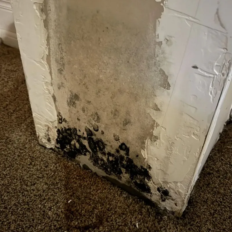 Professional Mold Removal in Sharon, MS